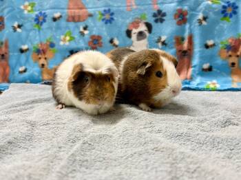 Rescue Short Haired Guinea Pigs for Adoption in Little Chute, Wisconsin - Tony (The Builder) And Paco (The Perfect) | PetCurious